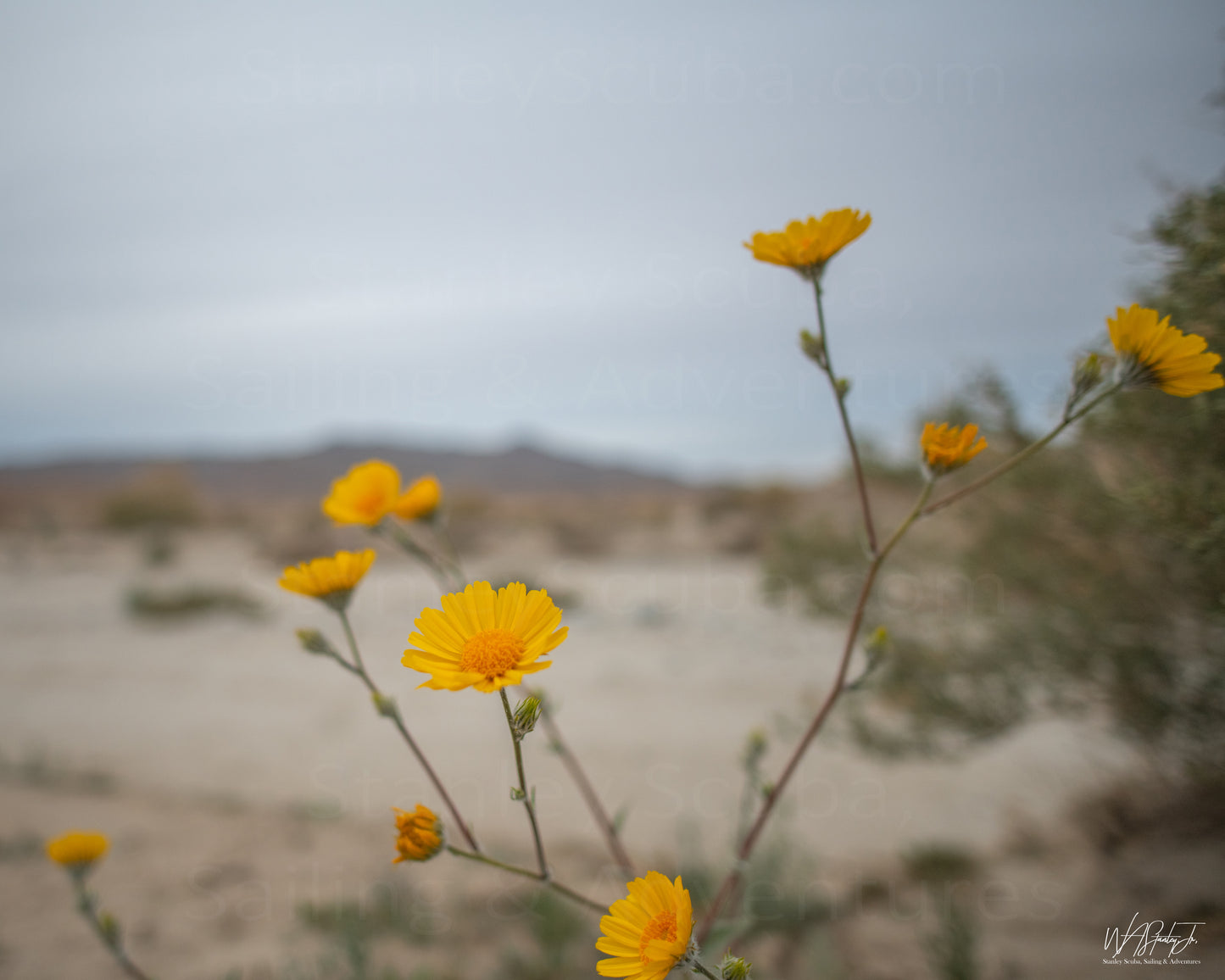 Anza-Borrego Image 7 Enhanced Matte Print