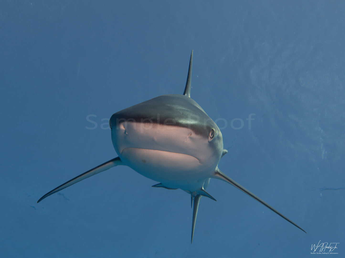 Turks and Caicos Shark Image 1 Premium Luster Print