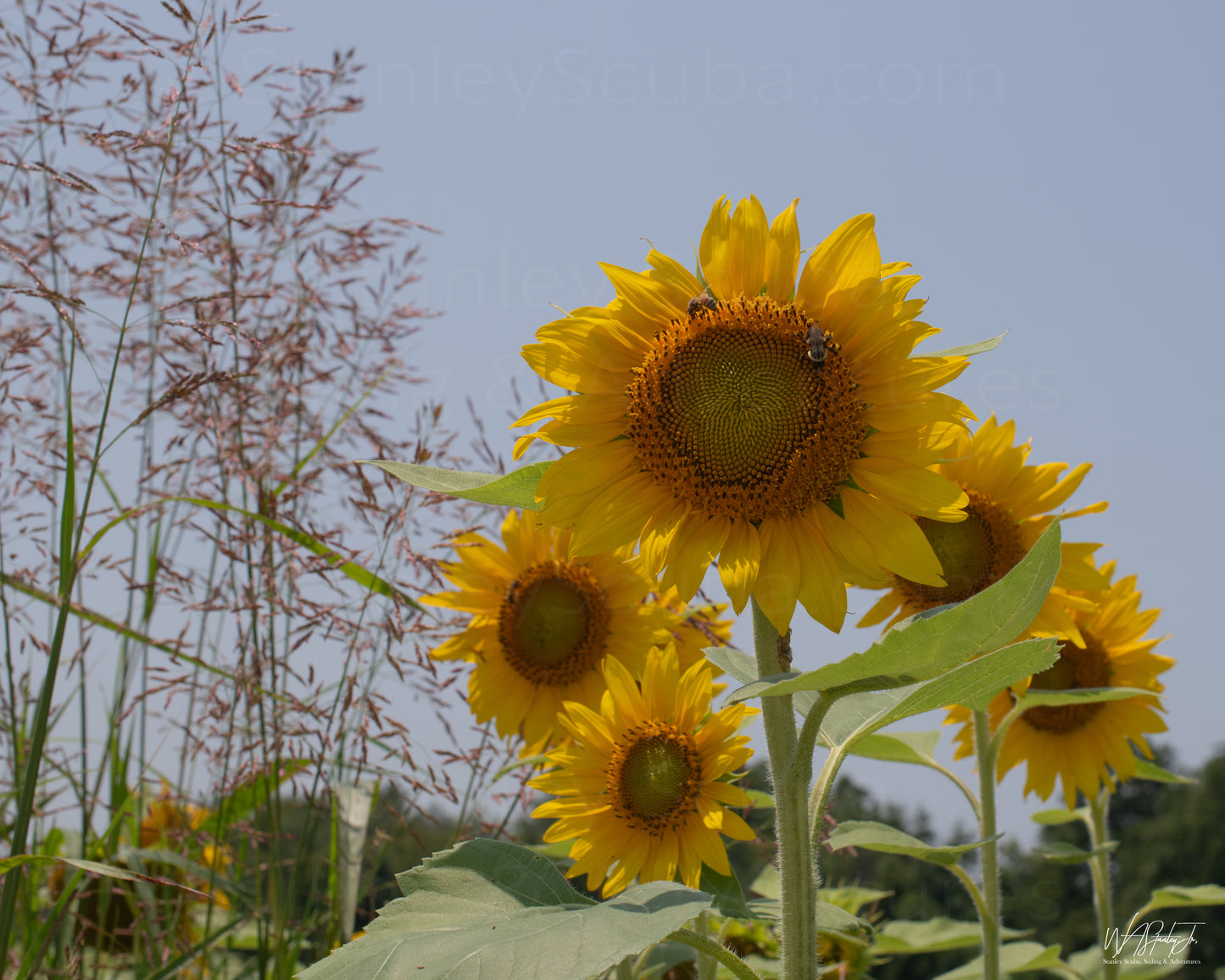 Sunflower Image 1 Premium Luster Print