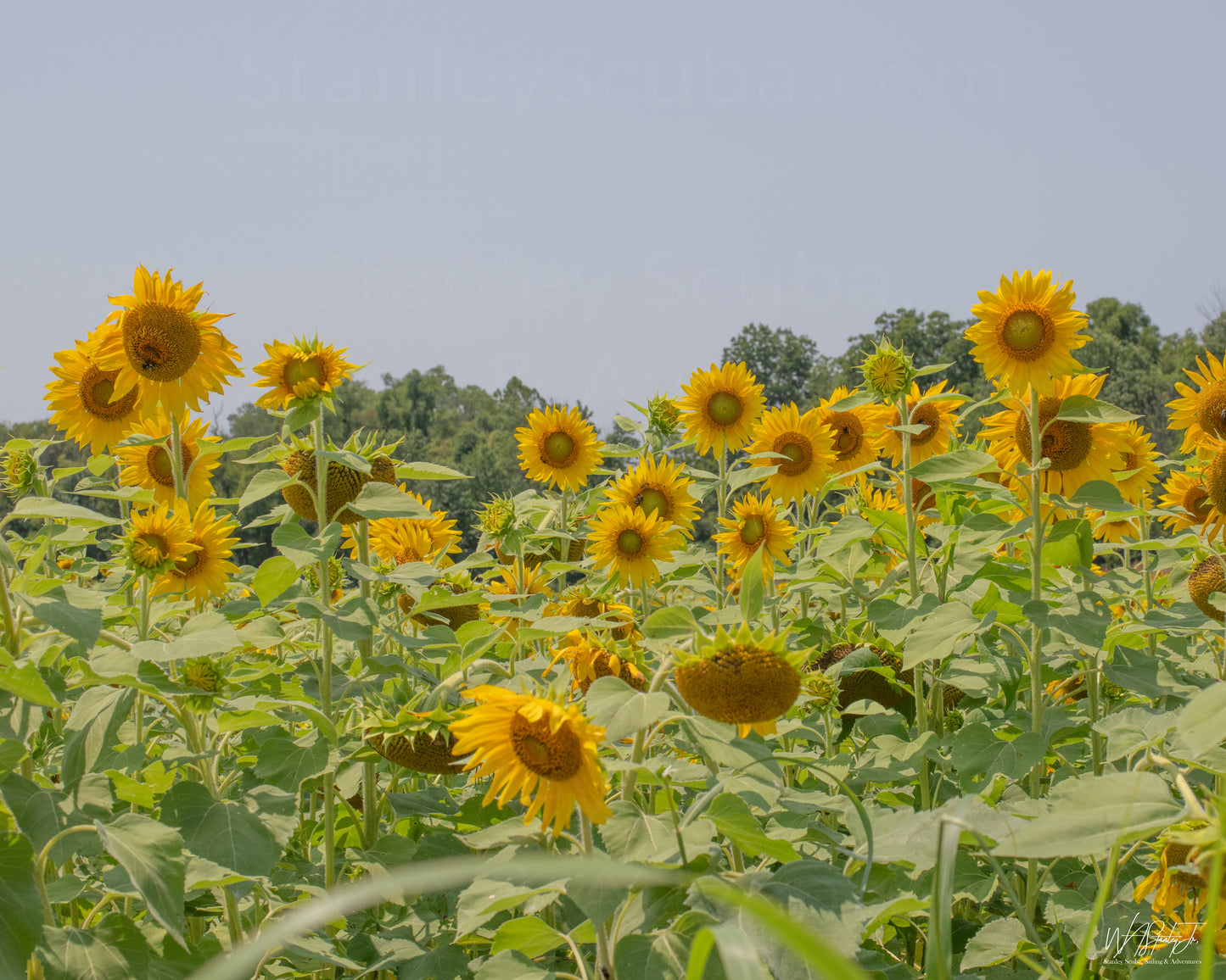 Sunflower Image 2 Premium Luster Print