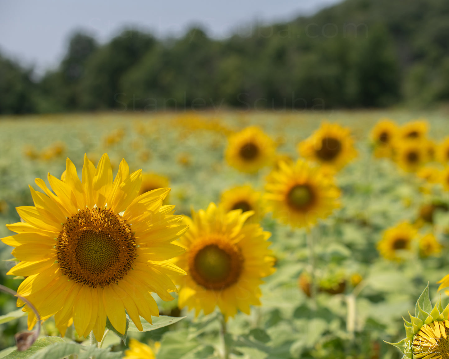 Sunflower Image 3 Premium Luster Print