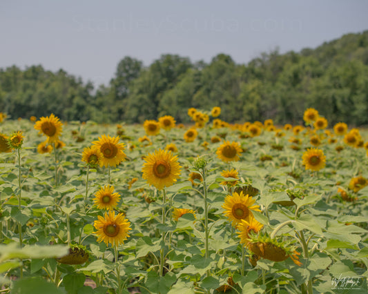 Sunflower Image 4 Premium Luster Print