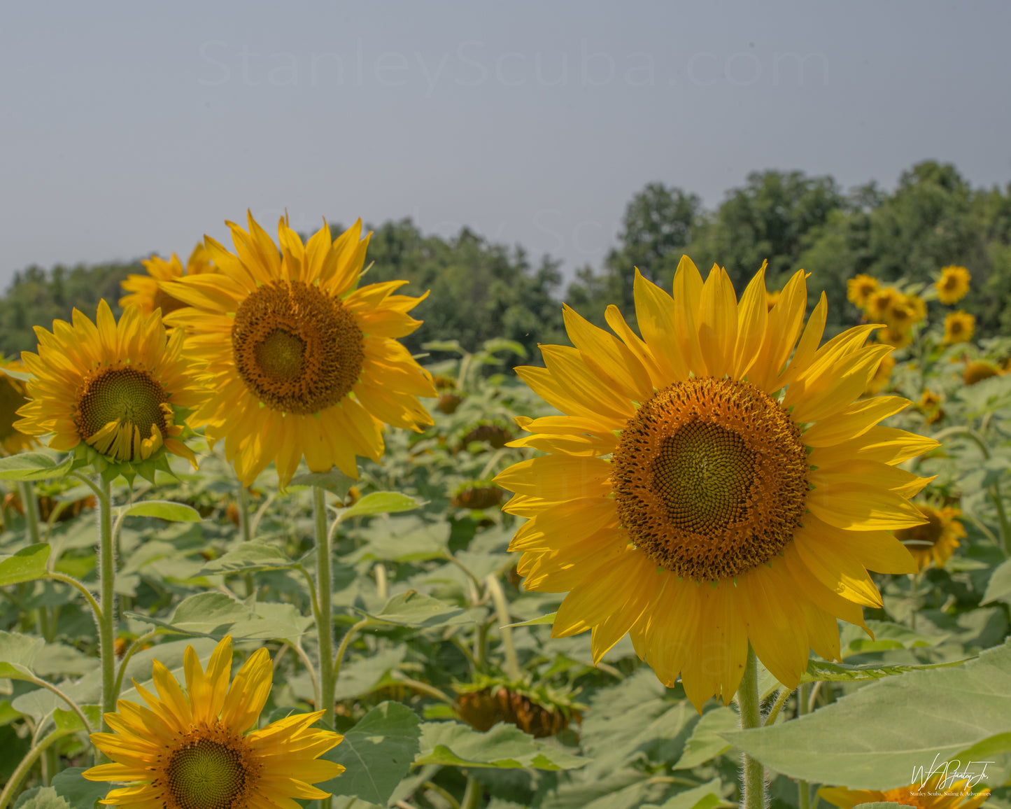 Sunflower Image 6 Metal Print