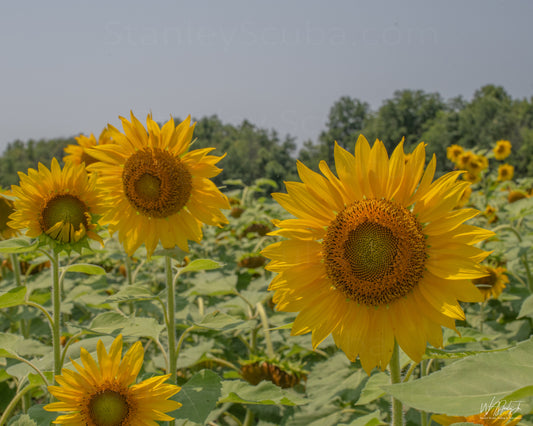 Sunflower Image 6 Metal Print