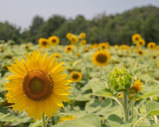 Sunflower Image 7 Premium Luster Print