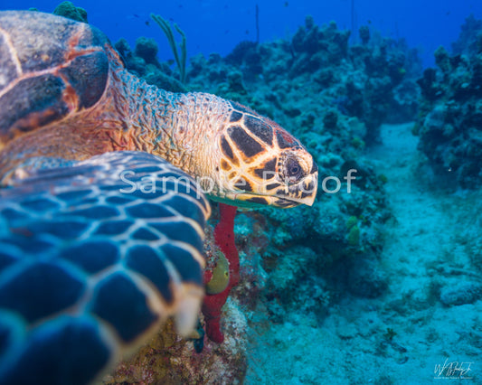 Grand Cayman Image 9 Enhanced Matte