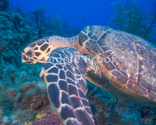 Grand Cayman Image 7 Enhanced Matte