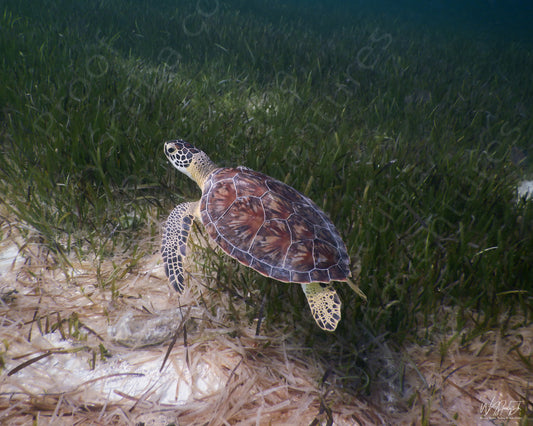 Bahamas Nassau Hawksbill Turtle 1 Enhanced Matte Print