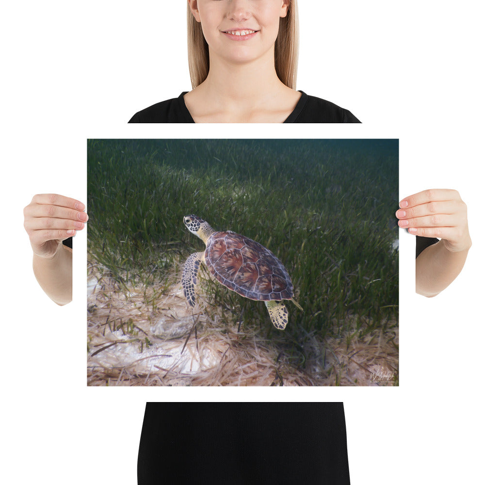 Bahamas Nassau Hawksbill Turtle 1 Enhanced Matte Print