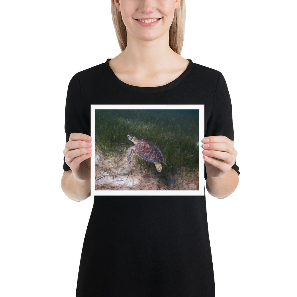 Bahamas Nassau Hawksbill Turtle 1 Enhanced Matte Print