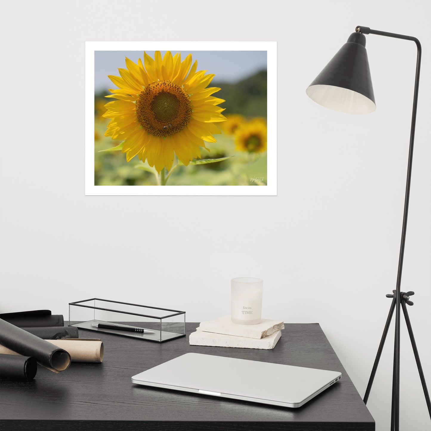 Sunflower Image 5 Premium Luster Print