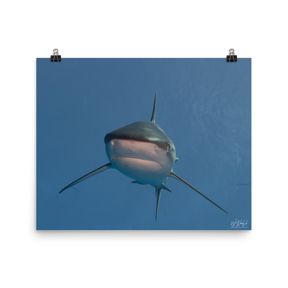 Turks and Caicos Shark Image 1 Premium Luster Print