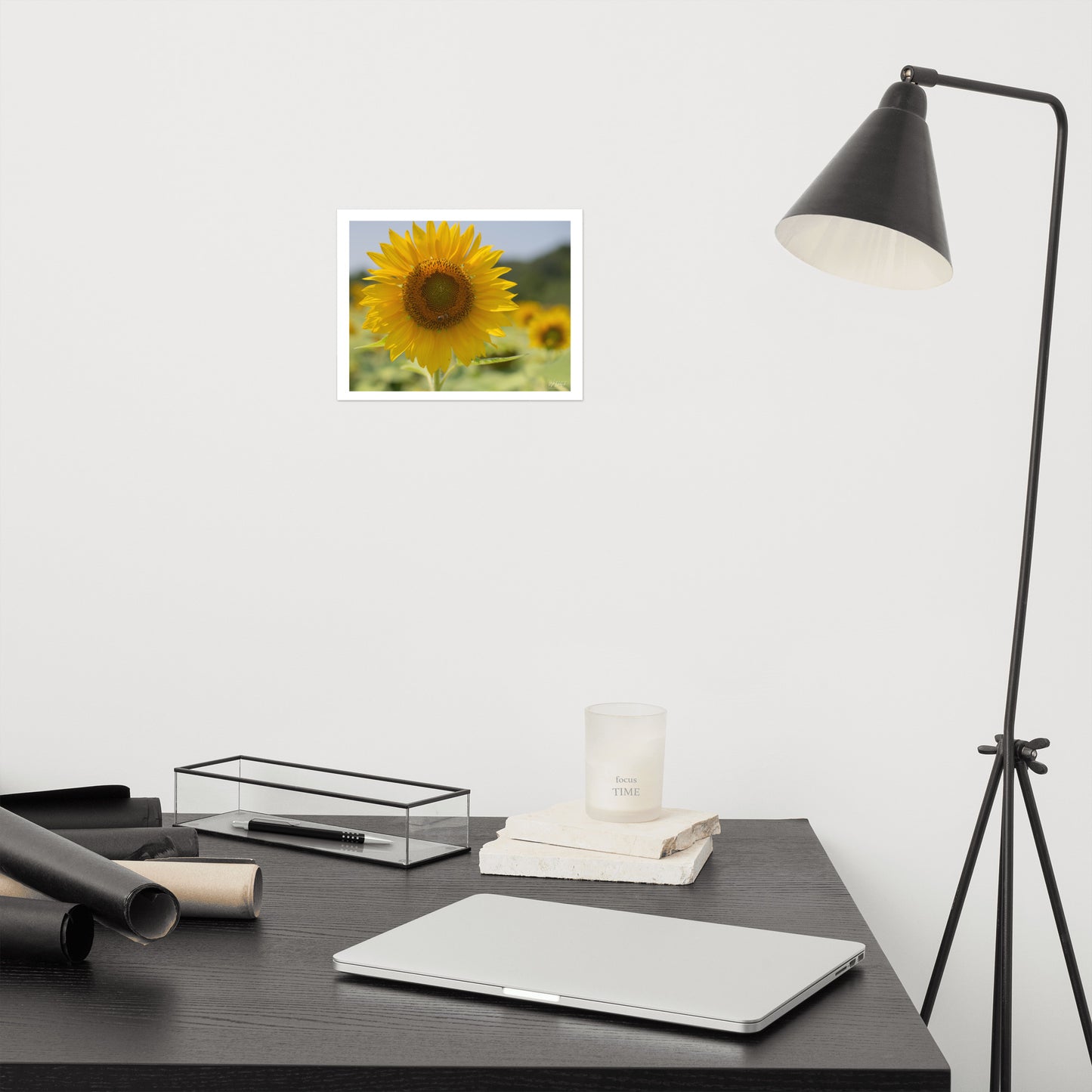 Sunflower Image 5 Premium Luster Print