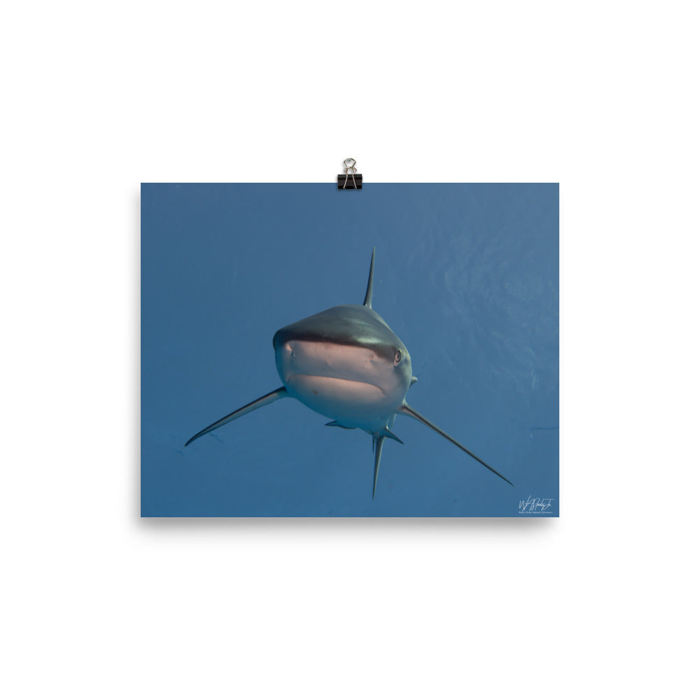 Turks and Caicos Shark Image 1 Premium Luster Print